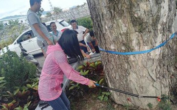 點將科技順利通過三亞市林業科學研究院木質無損檢測項目驗收