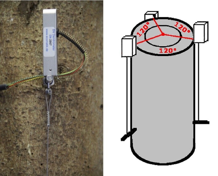 莖稈縱向變化測量傳感器